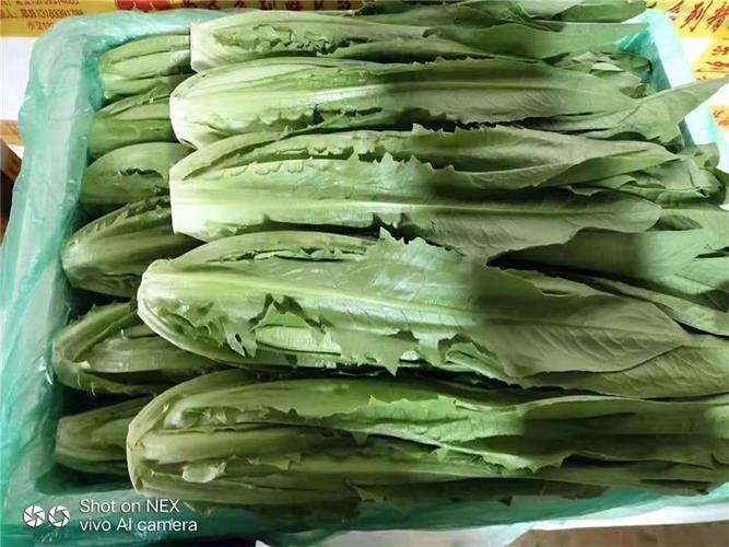 工厂配送蔬菜 从田间到食堂的高效供应链革命